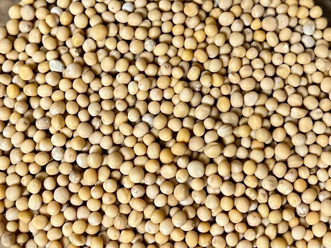 Senapsfrön, Gula